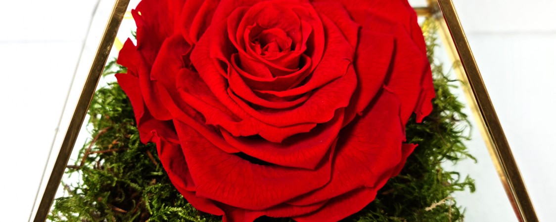 Long Lasting Roses